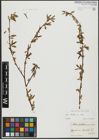 Foto von Salix alba L.